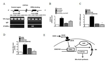 ERRγ에 의한 CYP7A1의 유전자 발현 조절과 SHP와 GSK5182의 역할과 기전 모식도