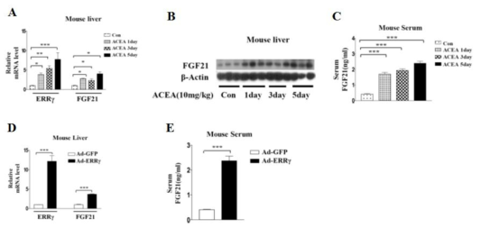 정상 쥐의 간에서 ACEA처리와 ERRgamma의 과발현에 의한 ERRgamma와 FGF21의 발현조절