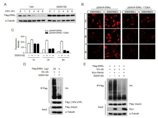 GSK5182에 의한 ERRgamma 단백질 안정화