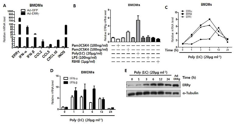 C57BL/6 마우스의 BMDMs에서 poly(I:C)에 의한 ERRgamma의 발현과 ERRgamma에 의한 Type I interferons의 발현