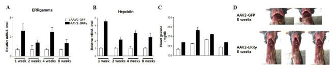 AAV2를 이용한 시간별 ERRgamma 유전자의 과발현