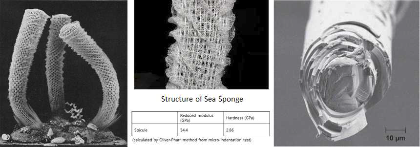 Sea sponge의 비등방성 계층적 다공구조