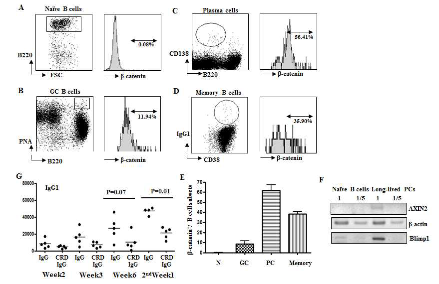 Memory B 임파구 및 long-lived plasma 세포에서 beta-catenin 발현수준 분석(A-F).