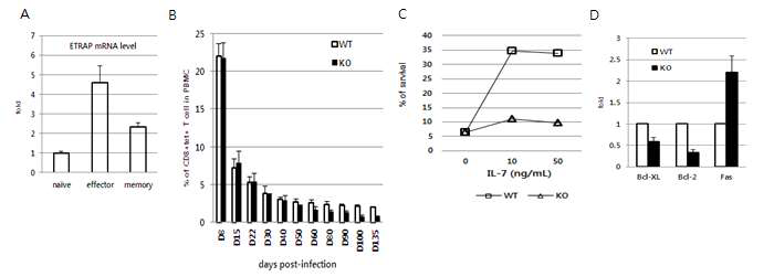 (A) Effector, memory T cell에서 ETRAP의 발현수준 분석 (B) ETRAP KO 생쥐에 LCMV 바이러스 감염시 항원 특이적인 T 세포 빈도. (C) ETRAP KO 생쥐유래 memory T 세포의 IL-7에 의한 survival 및 (D) 세포사멸 관련 유전자 발현 분석