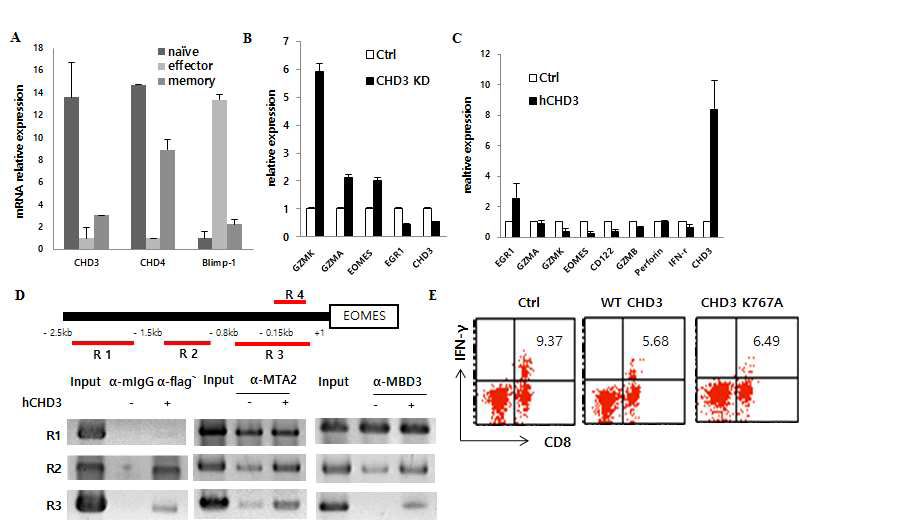 CHD3의 memory T 세포 생성과의 연관성 연구