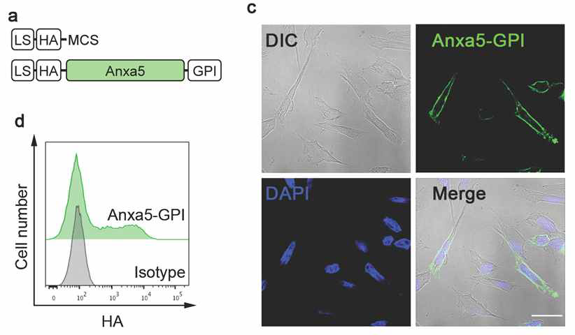 Anxa5-GPI의 제작과 식세포 표면에서의 발현