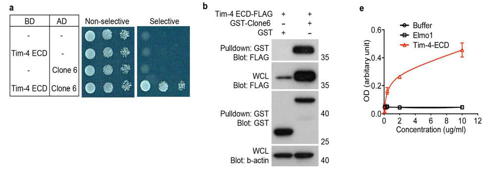 Tim-4의 extracellular domain과 결합하는 단백질로써의 Fibronectin의 동정