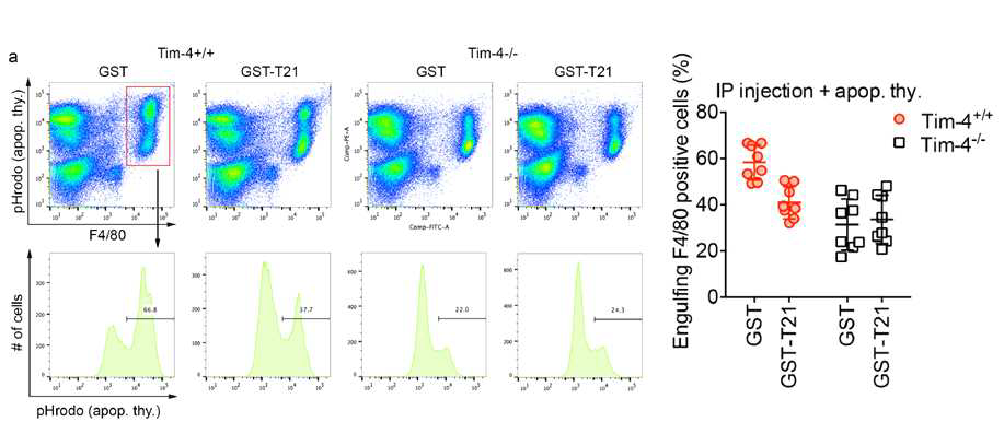 Tim-4와 Fibronectin과의 interaction이 Tim-4 mediated efferocytosis에 요구됨