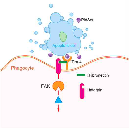 Fibronectin functions as a scaffoding protein for Tim-4 induced efferocytosis