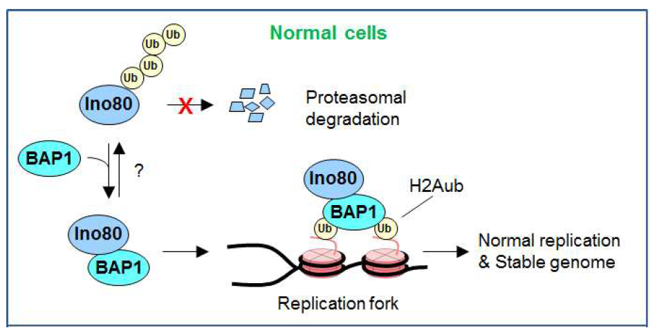 BAP1 및 INO80의 DNA 복제와 유전체안정성 유지 기능