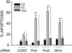 TNF-α/cycloheximide 자 극에 의한 Apoptosis 연구.