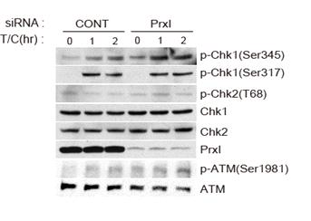 Prdx1에 의한 Chk1 Ser345의 인산화 조절