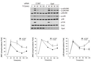 Gpx1 knockdown 암세포 주에서 death signal TNF-alpha 처리에 따른 stress kinase (JNK and p38) 활성화