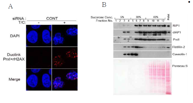 A. 핵 내에서 Prx1과 gamma-H2AX가 인접해 있는 것을 Doulink으로 분석. B. Caveolae isolation한 후 Prx2와 cIAP1가 caveolae에 같이 있는지를 western blot으로 분석.