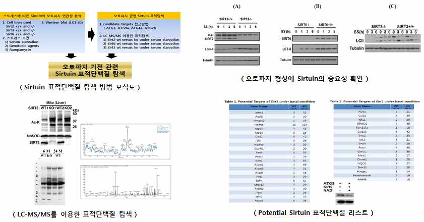 오토파지 관련 Sirtuin 후보 표적단백질 탐색