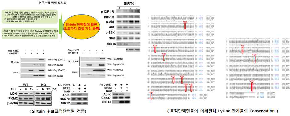 Sirtuin 후보 표적단백질 분석