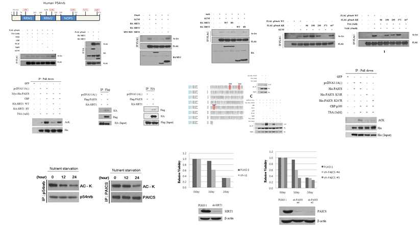 Sirtuin 의존성 오토파지 관련 후보 단백질 PAICS 및 p54nrb의 기능 분석