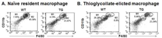 p190RhoGEF TG 마우스에서thioglycollate injection에의한 M2-like macrophage polarization