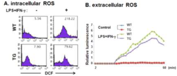 WT과 TG에서 ROS 생성