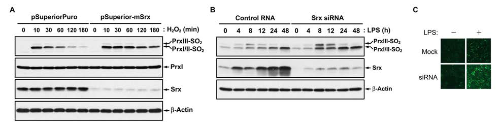 Srx 감소에 의한 과산화된 Prx 환원의 저해 및 Prx 과산화와 활성산소의 증가