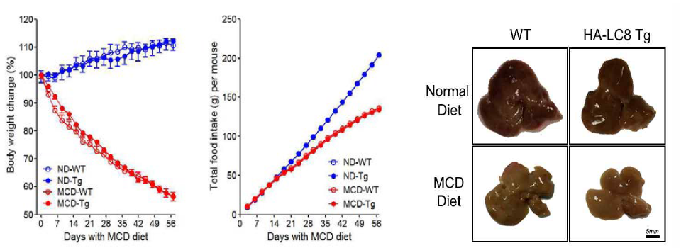 정상 식이와 MCD 식이에서 야생형 및 LC8 Tg 마우스의 체중변화, 먹이섭취량 및 간의 외형적 상태 비교