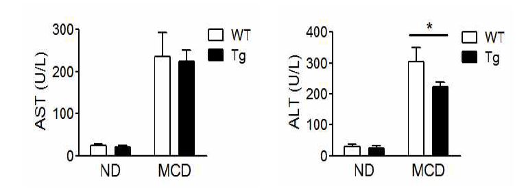 비알콜성 지방간염이 유도된 야생형 및 LC8 Tg 마우스에서 간 기능 수치인 AST와 ALT의 혈청 분석
