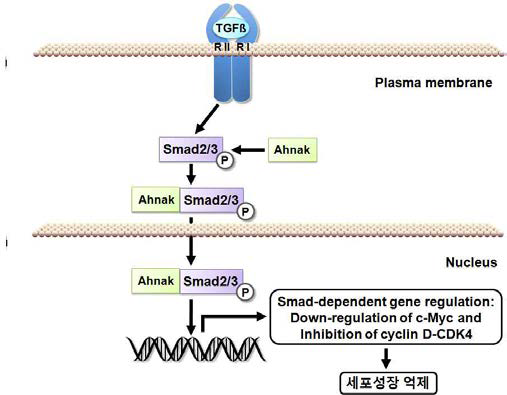 Ahnak 단백질이 TGFβ의 신호체계를 활성화하는 세포신호전달 과정 모식도