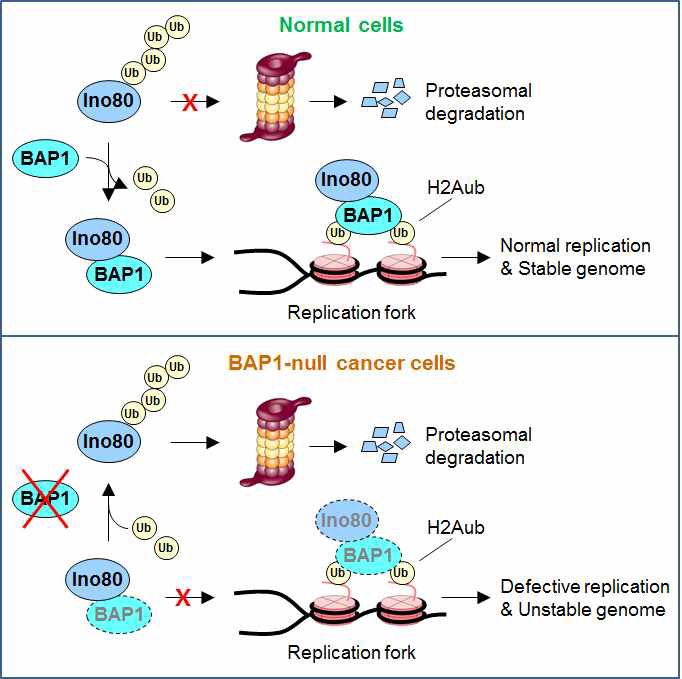 정상세포에 서는 BAP1에 의해 INO80 레벨이 정상 수준으로 유지되고 복제포크 결합이 유 도되어 DNA 복제가 정상화되고 유전체 안정성이 보존된다.