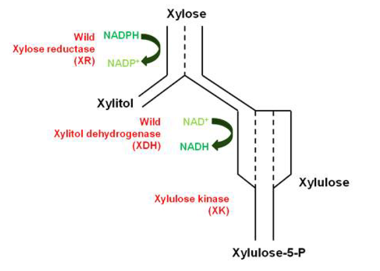 기존의 xylose 대사과정