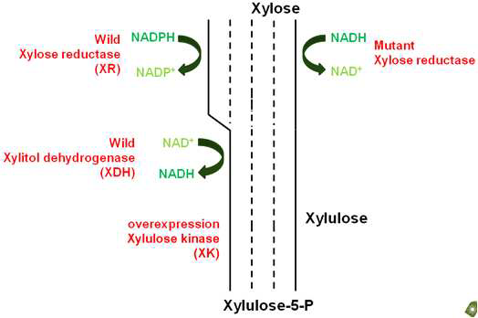 최적화된 synthetic isozyme 대사과정