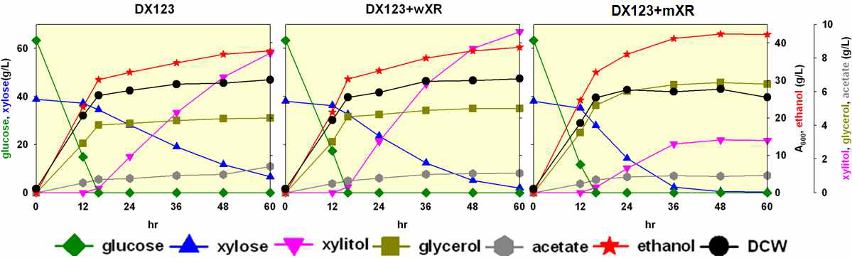 XR 유전자가 추가 도입된 균주의 산소제한적 회분식 배양 결과