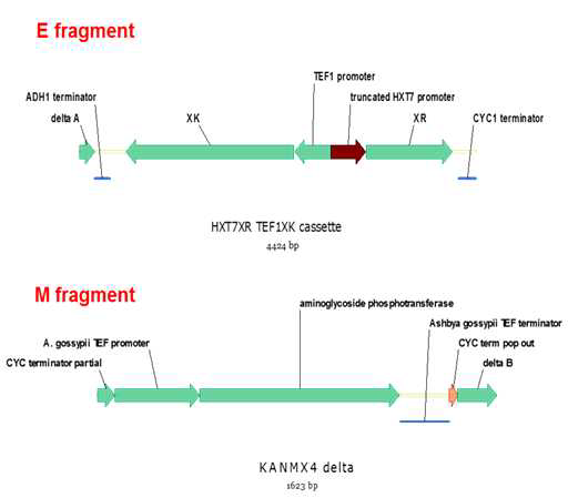 실험에 사용한 XR expression fragment 와 marker containing fragment