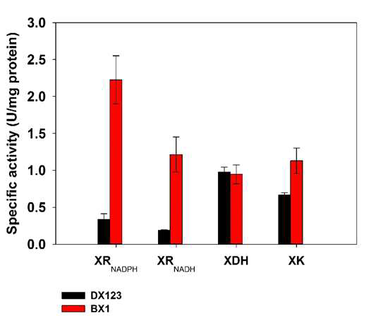 DX123과 BX1의 XR, XDH, XK 활성 비교