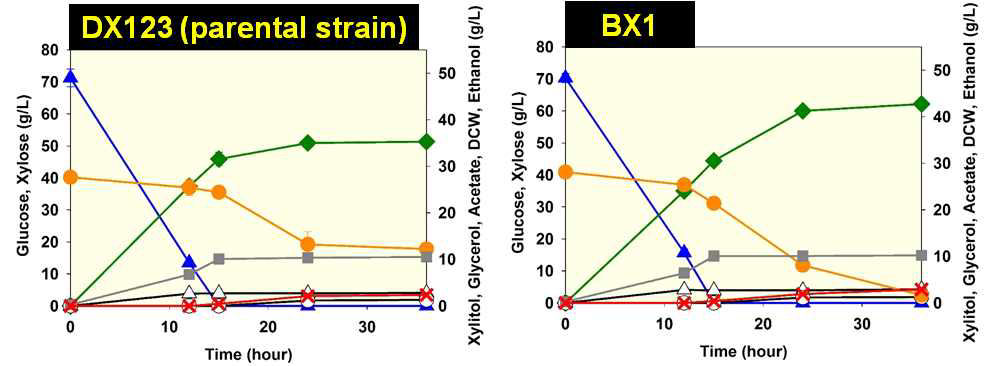 DX123과 BX1의 산소제한적 회분식 배양 결과