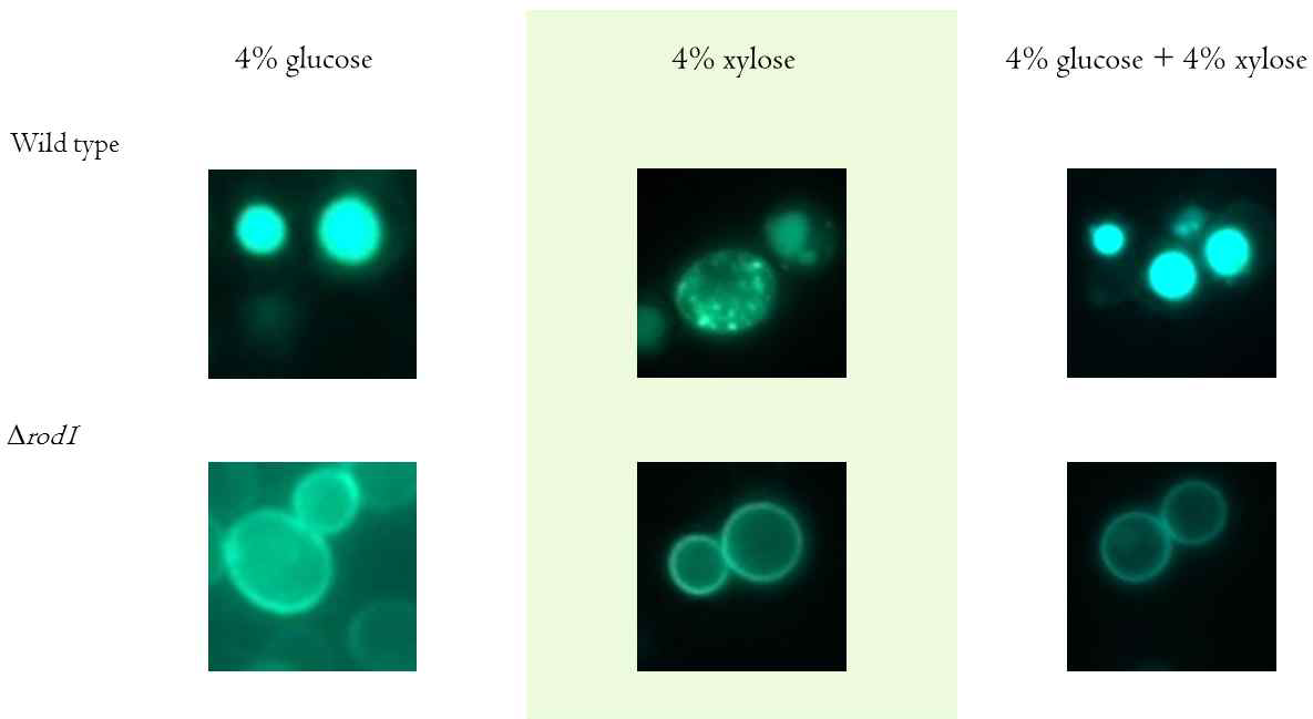 ROD1에 의한 HXT1의 endocytosis