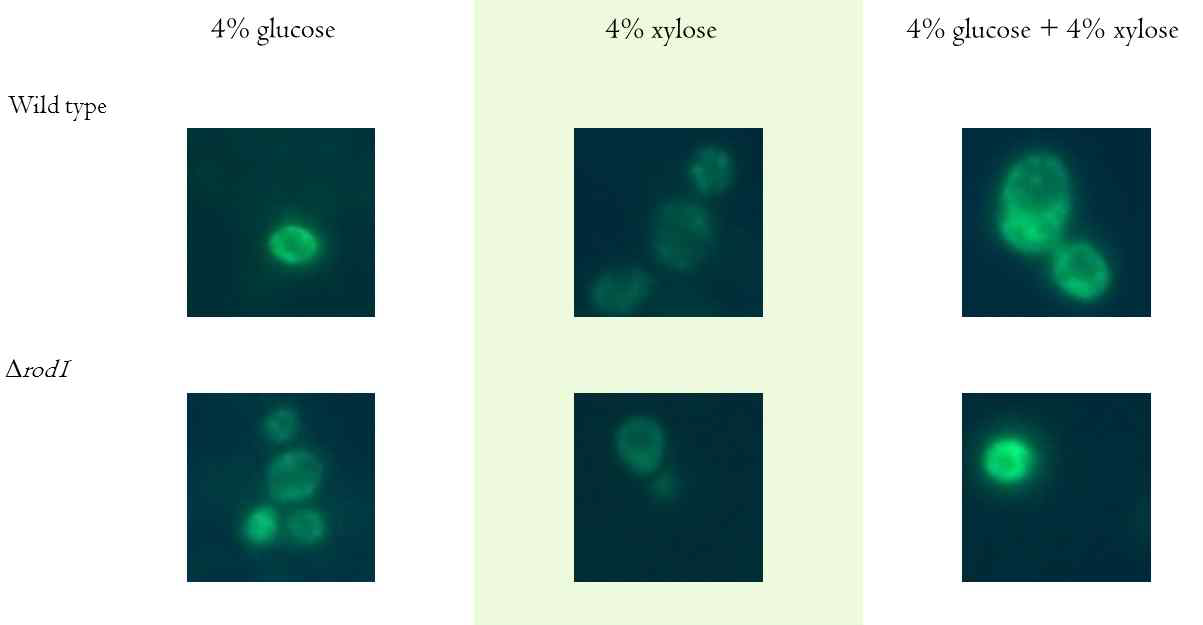 ROD1에 의한 HXT5의 endocytosis