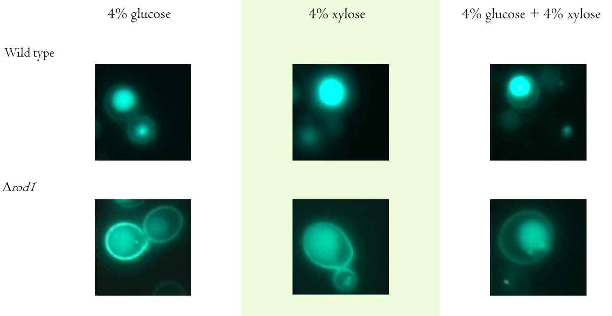 ROD1에 의한 STL1의 endocytosis