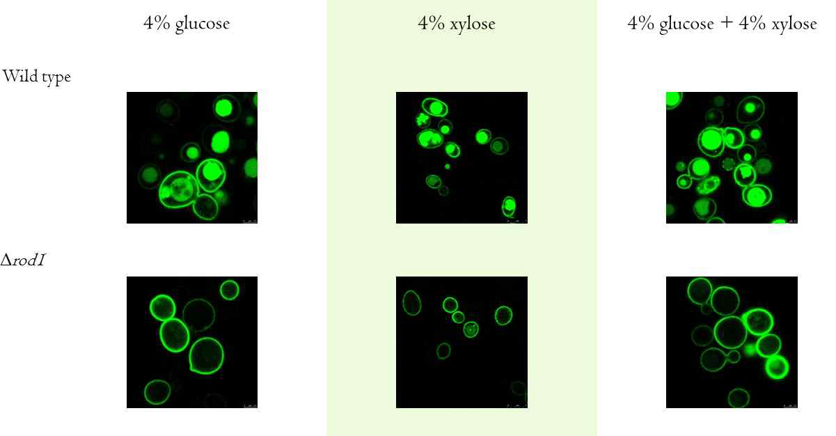 ROD1에 의한 HXT1의 endocytosis (CLSM)