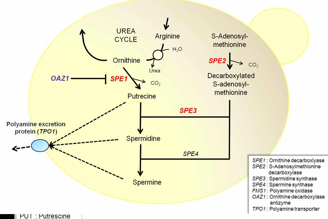 효모 내의 폴리아민 합성 경로