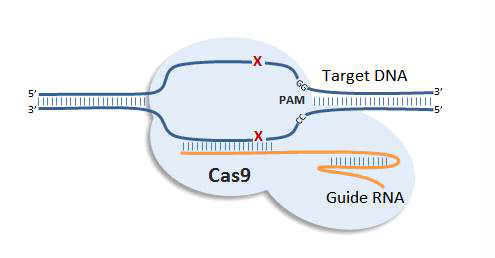 CAS9 시스템을 통한 유전자 조작 모식도