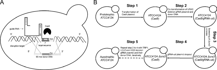 cas9 시스템을 이용한 산업용 균주의 개량의 예