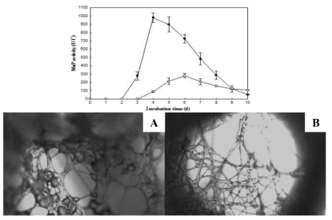 P. chrysosporium의 고정화 배양에 의한 현탁 배양 대비 MnP의 과량 발현. MnP 분비 전/후의 mycellial pellet 변화.