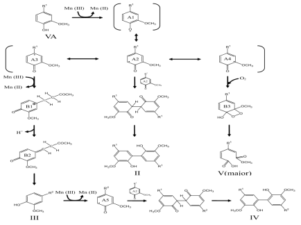 MnP에 의한 리그닌 모사 물질인 vanillylacetone 산화 분해반응 기작 규명.