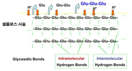 셀룰로오스의 구조