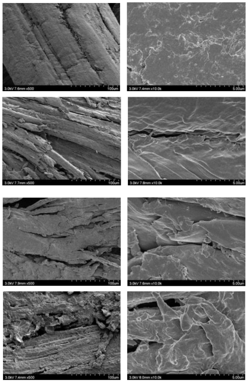 이온성 액체 전처리된 시료의 morphology 변화, (a) EFB 원시료, (b) NMMO (130℃, 2시간), (c) [Emim]OAc (110℃, 2시간), (d) [Bmim]Cl (130℃, 2시간)