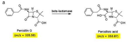 베타-lactamase와 반응에 의한 페니실린의 가수분해 반응