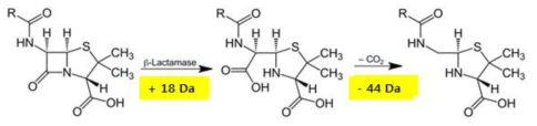 β-lactamase에 의한 β-lactam계 항생제 분해반응