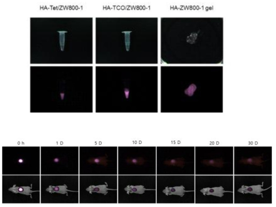 gel이 생체내에서 유지되는 것을 NIR 형광을 통해 확인함.