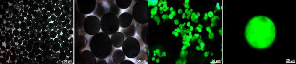 Dexamethasone을 함유한 미립구의 광학현미경 및 형광 사진
