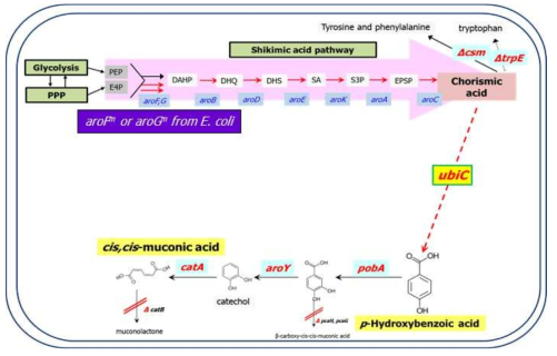 Muconic acid 과생산 균주를 제작을 위한 metacobolic pathway 모식도